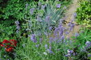 lavandula angustifolia munstead