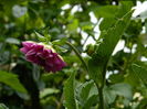 DSCN1315