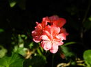 DSCN1377