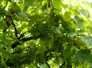 DSCN1385