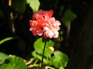 DSCN1387
