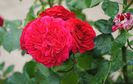 Red Leonardo da Vinci