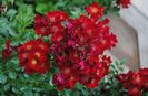 Bienenweide Rot