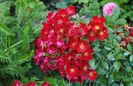 Bienenweide Rot