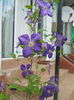 DSCN8041