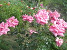 DSCN8044