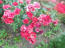 DSCN8045