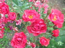 DSCN8046