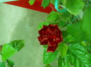 DSCN8054