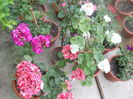 DSCN8072