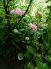 DSCN1409