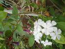 DSCN8075