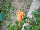 DSCN8078