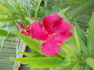 DSCN8080