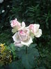 IMGP8791