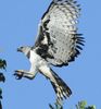 harpie