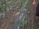 Picture 6175