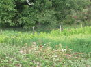 Picture 6194