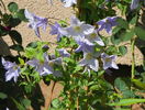 Blue Angel