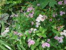 spiraea Little Princess
