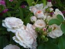 Bordure Nacree