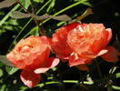 Lady Emma Hamilton
