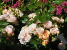 Bordure Nacree