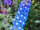 delphinium Blue Bird