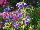 campanula Bernice