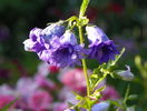 campanula Bernice