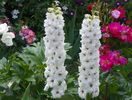 delphinium Pacific White