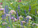 levantica Hidcote Blue