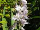 delphinium Magic Fountain