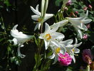 24 iun 086