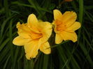 Hemerocallis Stella de Oro (2015, Jun.23)