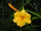 Hemerocallis Stella de Oro (2015, Jun.24)