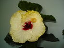 Boreas White