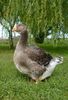 SAM_7433