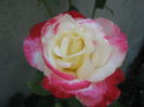 Picture My plants 3826