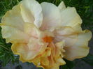 SAM_6626