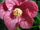 SAM_6584