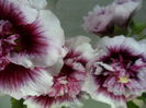 SAM_6591