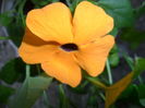 SAM_6596