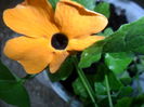 SAM_6597
