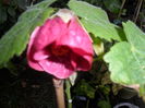 SAM_6607