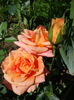 DSC09215