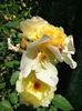 DSC09307