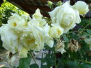 DSC09406