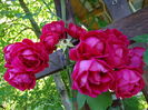 DSC09407