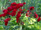 DSC09409